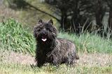 CAIRN TERRIER 126
